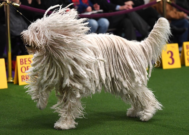A Komondor in the judging ring during Day Two of competition at the Westminster Kennel Club 142nd Annual Dog Show in New York on February 13, 2018. / AFP PHOTO / TIMOTHY A. CLARY