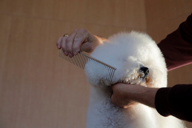 Flynn, a Bichon Frise, is prepared by handler Bill McFadden as he appears at the One World Observatory a day after winning the "Best in Show" at the Westminster Kennel Club Dog Show in Manhattan, New York, U.S., February 14, 2018. REUTERS/Andrew Kelly