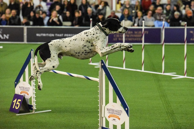 NEW YORK, NY - FEBRUARY 10: A dog competes in the Masters Agility Championship during the Westminster Kennel Club Dog Show on February 10, 2018 in New York City. TBest in show at the 142nd Westminster dog show will be awarded at the end of the competition on Tuesday, February 13. Stephanie Keith/Getty Images/AFP