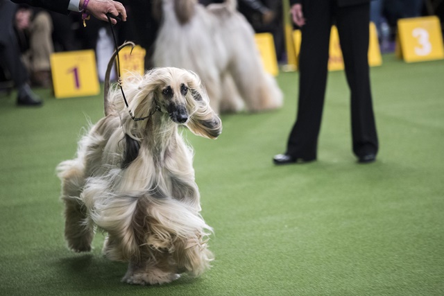 NEW YORK, NY - FEBRUARY 12: An Afghan Hound competes at the 142nd Westminster Kennel Club Dog Show at The Piers on February 12, 2018 in New York City. The show is scheduled to see 2,882 dogs from all 50 states take part in this year's competition. Drew Angerer/Getty Images/AFP