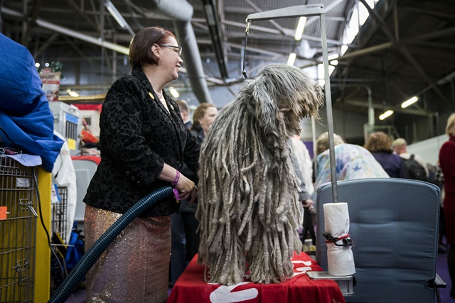 NEW YORK, NY - FEBRUARY 12: A Bergamasco Sheep Dog is groomed backstage at the 142nd Westminster Kennel Club Dog Show at The Piers on February 12, 2018 in New York City. The show is scheduled to see 2,882 dogs from all 50 states take part in this year's competition. Drew Angerer/Getty Images/AFP