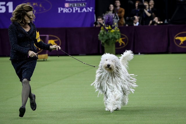 NEW YORK, NY - FEBRUARY 13: A Komondor competes in the working group on the final night of the 142nd Westminster Kennel Club Dog Show at The Piers on February 13, 2018 in New York City. The show is scheduled to see 2,882 dogs from all 50 states take part in this year's competition. Drew Angerer/Getty Images/AFP