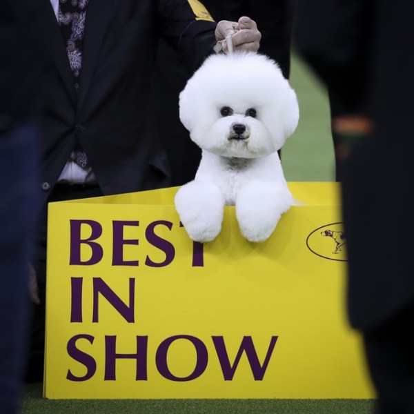 NEW YORK, NY - FEBRUARY 13: Best in Show winner Flynn, a Bichon Frise, poses for photos at the conclusion of the 142nd Westminster Kennel Club Dog Show at The Piers on February 13, 2018 in New York City. The show is scheduled to see 2,882 dogs from all 50 states take part in this year's competition. Drew Angerer/Getty Images/AFP