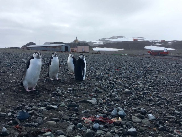 Chinstrap penguins walk by a scientific station on Fildes peninsula, King George Island, Antarctica, on February 2, 2018. Glaciers that melt before your eyes, marine species that appear in areas where they previously didn't exist: in Antarctica, climate change already has visible consequences for which scientists are trying to find a response and perhaps solutions for the changes that the rest of the planet can expect. / AFP PHOTO / Mathilde BELLENGER