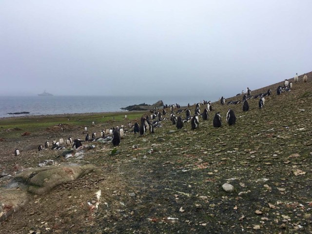 A colony of Gentoo penguins is pictured on Ardley Island, Antarctic, on February 3, 2018. Glaciers that melt before your eyes, marine species that appear in areas where they previously didn't exist: in Antarctica, climate change already has visible consequences for which scientists are trying to find a response and perhaps solutions for the changes that the rest of the planet can expect. / AFP PHOTO / Mathilde BELLENGER