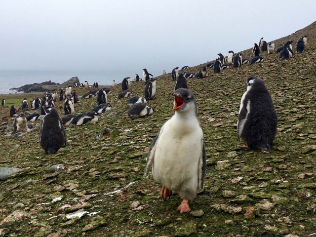 A young Gentoo penguin chirps amidst a colony of penguins on Ardley Island, Antarctic, on February 3, 2018. Glaciers that melt before your eyes, marine species that appear in areas where they previously didn't exist: in Antarctica, climate change already has visible consequences for which scientists are trying to find a response and perhaps solutions for the changes that the rest of the planet can expect. / AFP PHOTO / Mathilde BELLENGER / TO GO WITH STORY BY MATHILDE BELLENGER