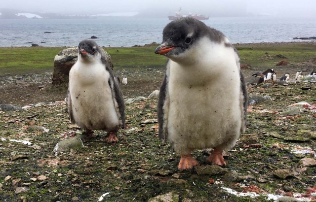 Two young Gentoo penguins look at the camera on Ardley Island, Antarctic, on February 3, 2018. Glaciers that melt before your eyes, marine species that appear in areas where they previously didn't exist: in Antarctica, climate change already has visible consequences for which scientists are trying to find a response and perhaps solutions for the changes that the rest of the planet can expect. / AFP PHOTO / Mathilde BELLENGER / TO GO WITH STORY BY MATHILDE BELLENGER
