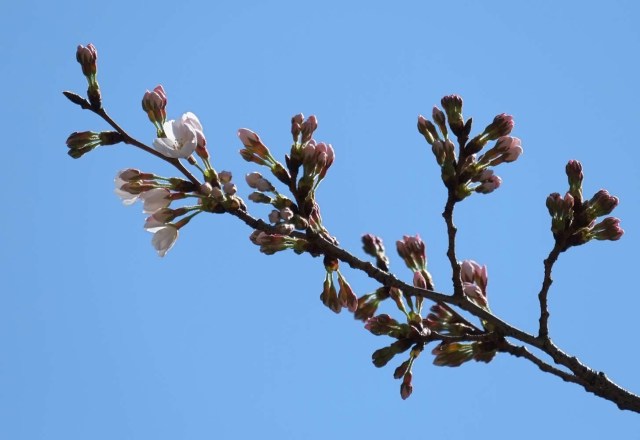 El 17 de marzo de 2018, en el santuario Yasukuni de Tokio, se observan flores de cerezo en flor y capullos de una muestra de cerezo, bajo observación fenológica realizada por la sede regional de Tokio de la Agencia Meteorológica de Japón. La agencia meteorológica anunció el inicio de la temporada de cerezos en flor en el área de Tokio cuatro días antes que el año pasado. / AFP PHOTO / Kazuhiro NOGI