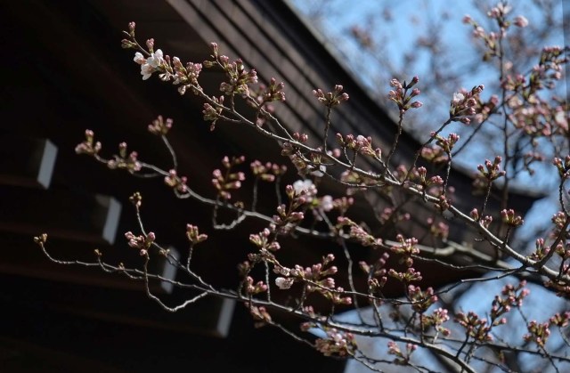 El 17 de marzo de 2018, en el santuario Yasukuni de Tokio, se observan flores de cerezo en flor y capullos de una muestra de cerezo, bajo observación fenológica realizada por la sede regional de Tokio de la Agencia Meteorológica de Japón. La agencia meteorológica anunció el inicio de la temporada de cerezos en flor en el área de Tokio cuatro días antes que el año pasado. / AFP PHOTO / Kazuhiro NOGI