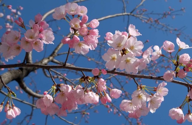 Las primeras flores de cerezo florecidas se ven en Tokio el 17 de marzo de 2018. La agencia meteorológica anunció el inicio de la temporada de cerezos en flor en el área de Tokio cuatro días antes que el año pasado. / AFP PHOTO / Kazuhiro NOGI