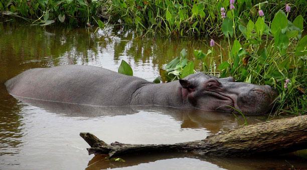 Tyson, un hipopótamo que merodeaba por una zona de Veracruz fue capturado este 20 de marzo del 2018 luego de días de seguimiento de sus movimientos. Foto: AFP 