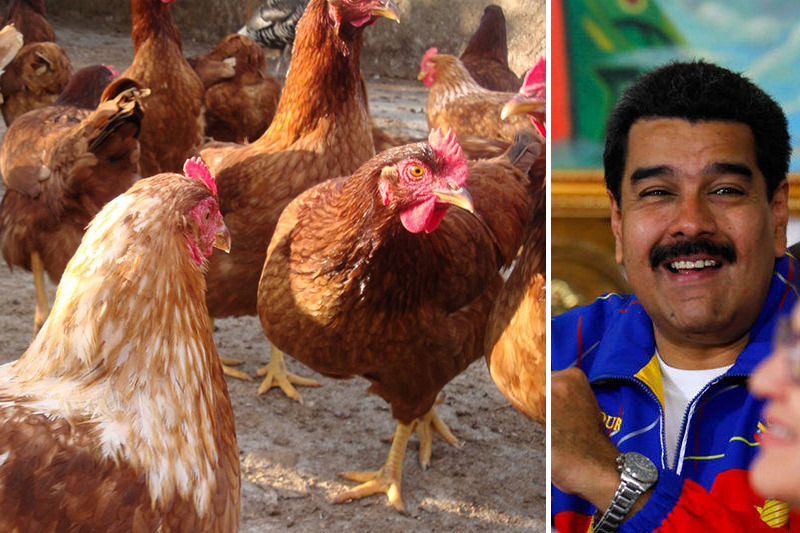 El chiste del día: Maduro invita a los venezolanos a producir huevos en sus casas (VIDEO)