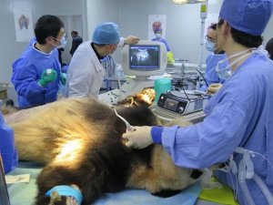 Temen por la vida del primer panda del mundo operado del estómago