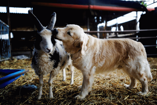Un perro lame la cabeza de una oveja Jacob, en Ramot Naftali. REUTERS/ Amir Cohen