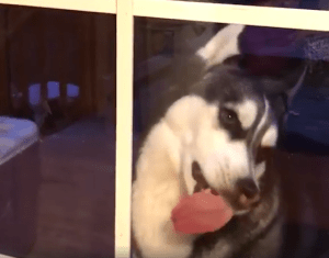 Si estos perros inmaduros no te sacan una sonrisa, revísate (VIDEO)