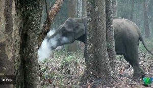 El misterio del elefante “fumador” que asombra a los científicos (Video)
