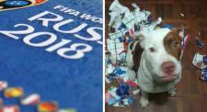 Su perro se comió el álbum del Mundial y esto fue lo que hizo (Foto)