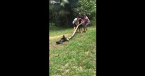 Tres hombres salvan a un perro de ser devorado por una anaconda (VIDEO)