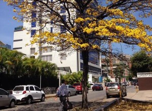 Todo un espectáculo el florecimiento del Araguaney, el árbol venezolano (Fotos)