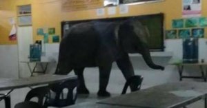 Un elefante irrumpe en una escuela de Malasia causando el pánico