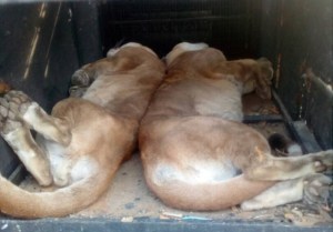Felinos del Zoológico de Barinas fueron trasladados a Yaracuy para ser resguardados