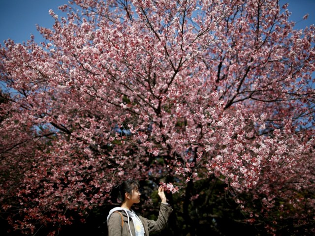 Un visitante observa las primeras flores de cerezo de Kanzakura en pleno florecimiento en el Jardín Nacional Shinjuku Gyoen en Tokio. Foto:REUTERS / Issei Kato
