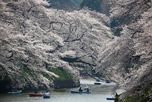 Las flores de cerezo tiñen de rosa a Tokio en su momento álgido de floración (Fotos)