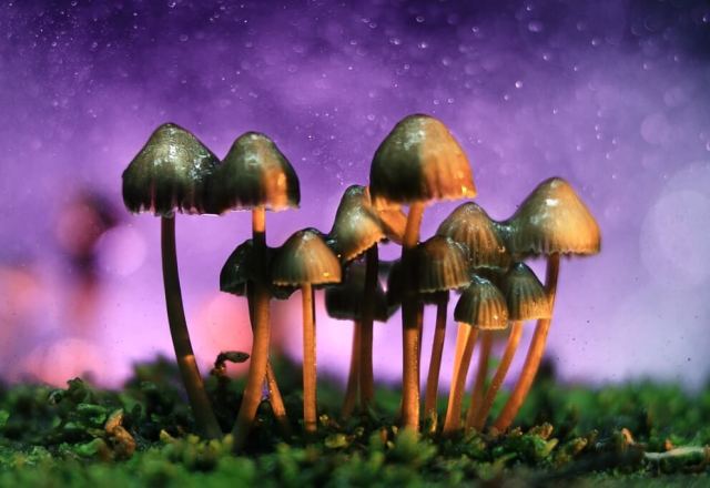 magic-mushroomz