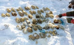 ¡WTF! Encuentran 54 manos humanas enterradas en la nieve