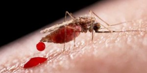 StopVIH registra más de 20 personas con VIH afectadas por paludismo en Nueva Esparta