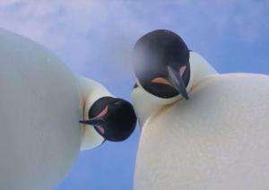 Dos pingüinos encontraron una cámara y se tomaron un selfie (video)