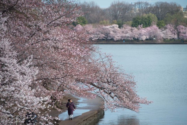 A woman walks along the Cherry Blossom trees as they bloom around the Tidal Basin in Washington, DC, April 4, 2018. / AFP PHOTO / SAUL LOEB