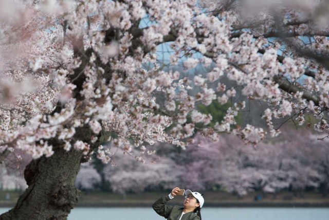 A woman photographs the Cherry Blossom trees as they bloom around the Tidal Basin in Washington, DC, April 4, 2018. / AFP PHOTO / SAUL LOEB