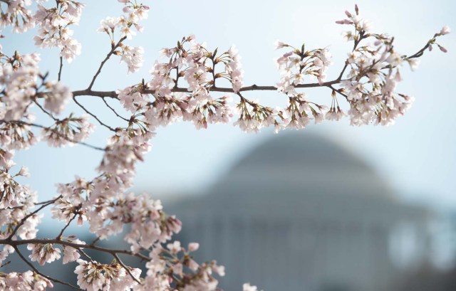 Cherry Blossom trees bloom near the Jefferson Memorial at the Tidal Basin in Washington, DC, April 4, 2018. / AFP PHOTO / SAUL LOEB