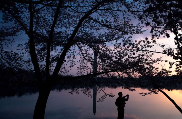 A man photographs the Cherry Blossom trees as they bloom around the Tidal Basin at sunrise in Washington, DC, April 4, 2018. / AFP PHOTO / SAUL LOEB