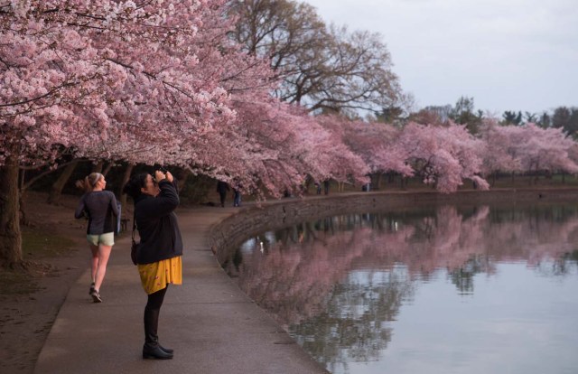 A woman photographs the Cherry Blossom trees as they bloom around the Tidal Basin at sunrise in Washington, DC, April 4, 2018. / AFP PHOTO / SAUL LOEB