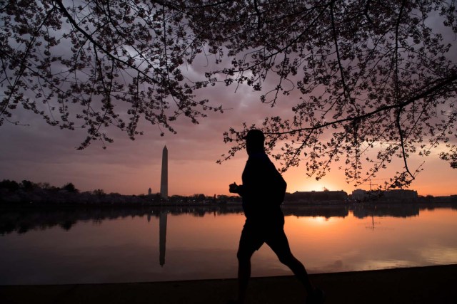 A man jogs past the Cherry Blossom trees as they bloom around the Tidal Basin at sunrise in Washington, DC, April 4, 2018. / AFP PHOTO / SAUL LOEB