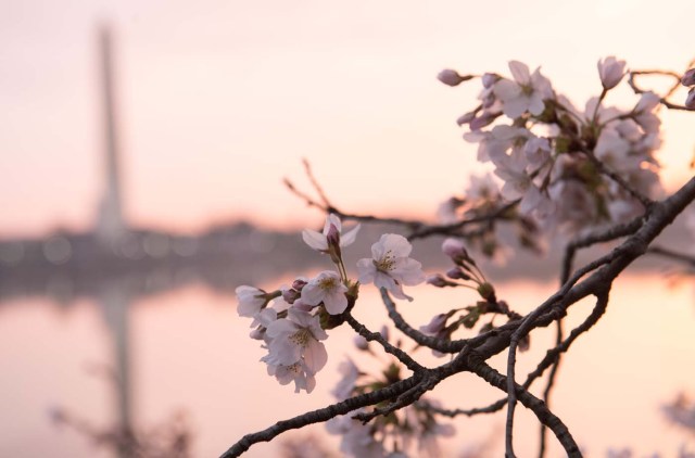 Cherry Blossom trees bloom around the Tidal Basin at sunrise in Washington, DC, April 4, 2018. / AFP PHOTO / SAUL LOEB