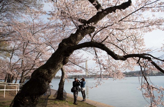 People photograph Cherry Blossom trees as they bloom around the Tidal Basin in Washington, DC, April 4, 2018. / AFP PHOTO / SAUL LOEB