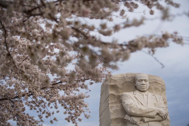Cherry blossoms bloom near the MLK Monument ahead of a ceremonial wreath laying in honor of the 50th anniversary of the assassination of the Rev. Martin Luther King Jr. in Washington, DC, on April 4, 2018. / AFP PHOTO / JIM WATSON
