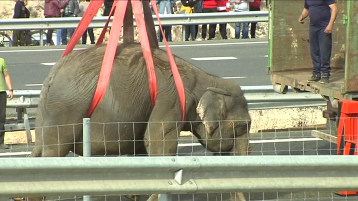 Muere un elefante en accidente de un camión de circo en España