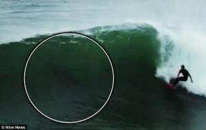 Anulan competencia de surf en Australia por ataques de tiburones