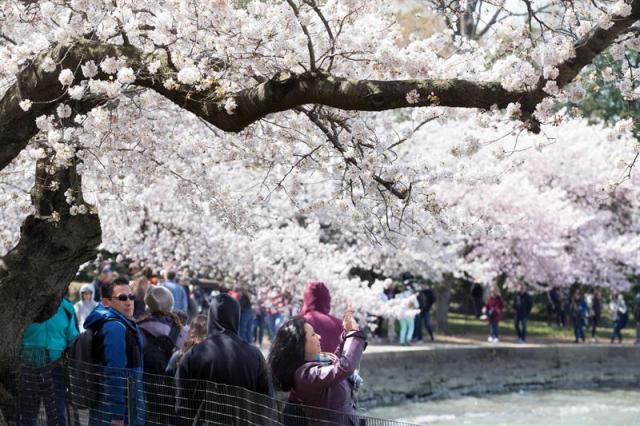 Varias personas observan los cerezos florecidos, hoy, jueves 5 de abril de 2018, durante el Festival Nacional del Florecimiento de Cerezos, en la Cuenca Tidal de Washington (DC, EE.UU.). El festival conmemora un regalo de tres cerezos que en 1912 ofreció el entonces alcalde de Tokio, Yukio Ozaki, a la ciudad de Washington. EFE/Michael Reynolds