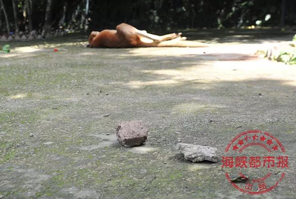 Visitantes de un zoo chino matan a una canguro a pedradas