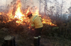 Mueren dos de cinco bomberos hondureños quemados sofocando incendio forestal