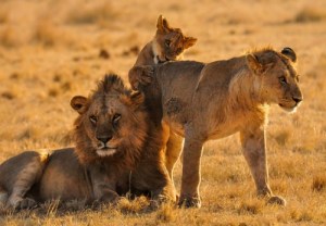 Hallan once leones muertos en un parque nacional de Uganda