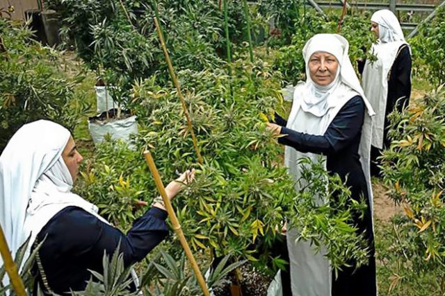 En su plantación de marihuana a 200 km de San Francisco. Más de 10.000 mujeres de otros países quieren seguir sus pasos. Ya hay 'monjas verdes' en Suecia, Canadá, Inglaterra, Brasil y Nueva Zelanda. JAMIE RILEY
