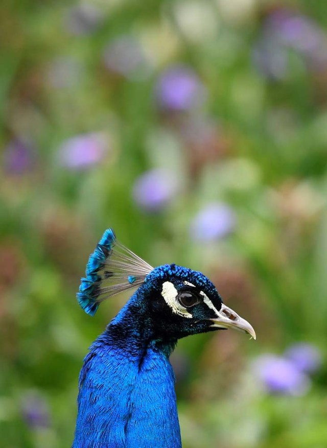 A peacock walks amongst spring blooms in Holland Park in west London, Britain, April 28, 2018. REUTERS/Toby Melville     TPX IMAGES OF THE DAY