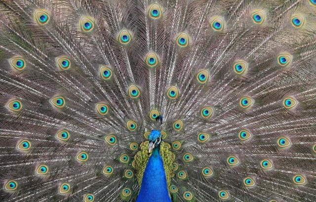 A peacock displays his plumage as part of a courtship ritual to attract a mate, at a park in London, Britain, May 4, 2018. REUTERS/Toby Melville