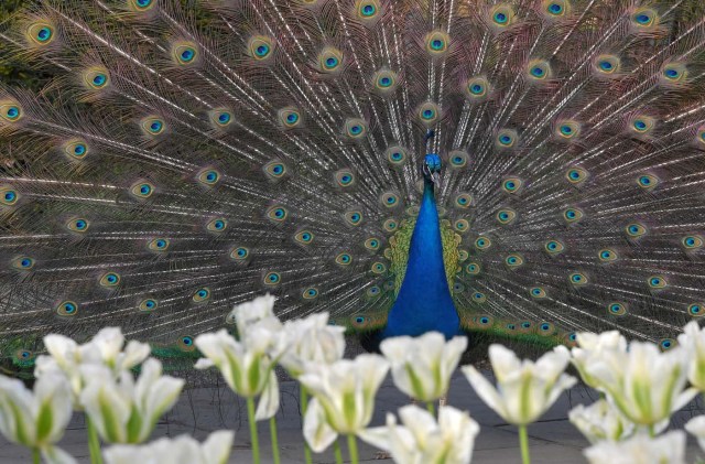 A peacock displays his plumage as part of a courtship ritual to attract a mate, at a park in London, Britain, May 4, 2018. REUTERS/Toby Melville